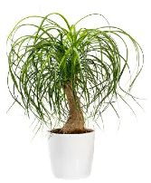 pony tail plant 