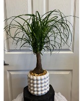 Ponytail Elements Plant