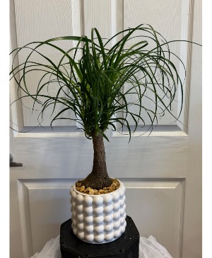 Ponytail Elements Plant