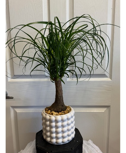 Ponytail Elements Plant