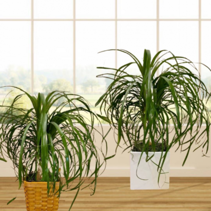 Ponytail Palm