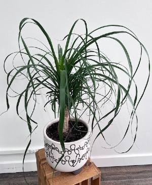 Ponytail Palm 