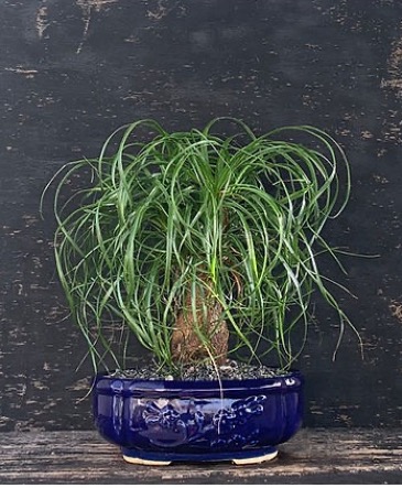 Ponytail Palm - 7 years - 15 inches Bonsai Elegance - A Tree that Dances with Time in Cape Coral, FL | ENCHANTED FLORIST OF CAPE CORAL