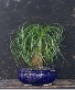 Ponytail Palm - 7 years - 15 inches Bonsai Elegance - A Tree that Dances with Time