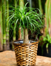 Ponytail Palm Green plant