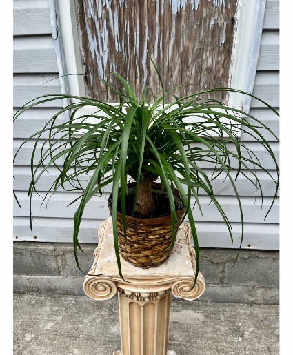 Ponytail Palm Green Plant 