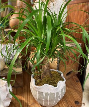 Ponytail Palm in Artistic Pottery 