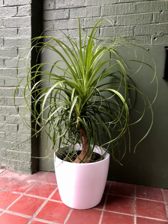 Ponytail Palm  in ceramic pot 