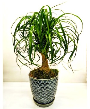 Breezy Elegance, Ponytail Palm in ceramic pot 