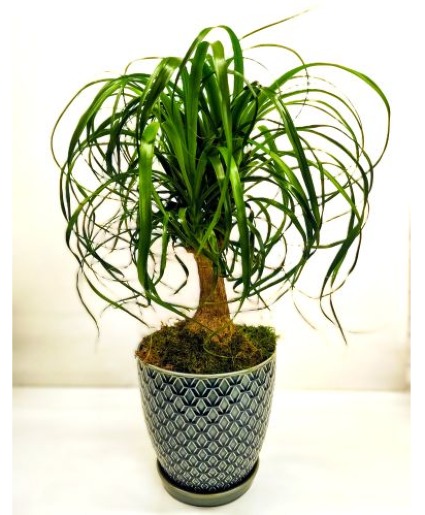 Breezy Elegance, Ponytail Palm in ceramic pot 