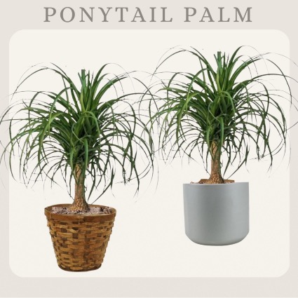 Ponytail Palm