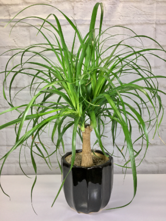 Ponytail Palm  In Pottery