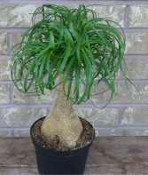 PONYTAIL PALM Indoor Plant
