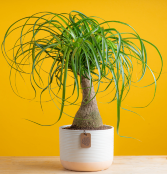 Ponytail Palm Plant