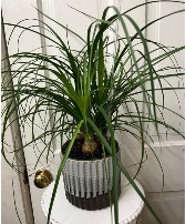 Ponytail Palm Plant