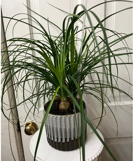 Ponytail Palm Plant