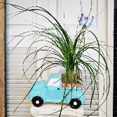 Ponytail Palm Plant in Truck 