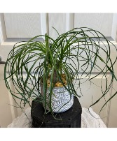 Ponytail Plant