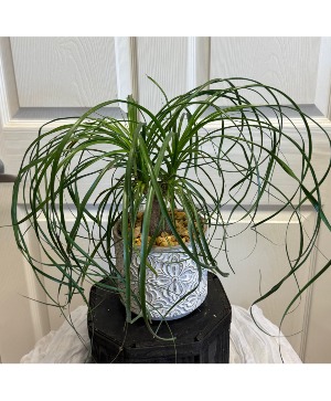 Ponytail Plant