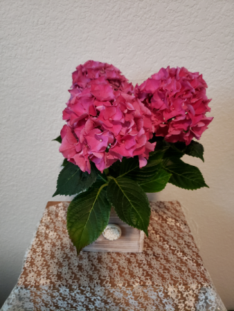 Pop of Pink Hydrangea Plant