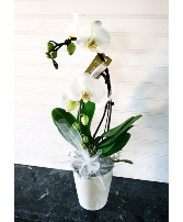 Pop's Christmas Orchid Orchid Plant