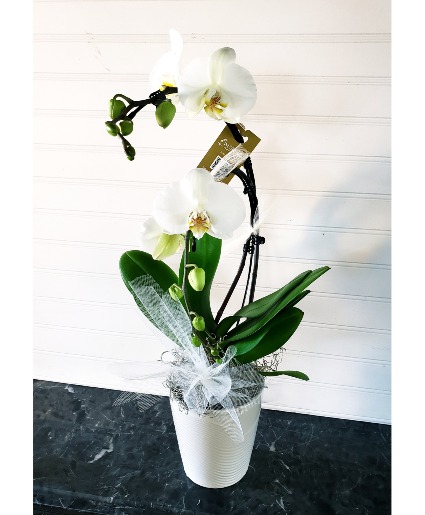 Pop's Christmas Orchid Orchid Plant