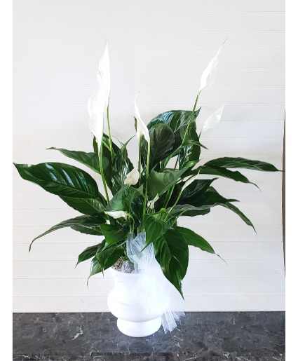 Pop's Elegant Peace Lily Plant Sympathy Urn Plant
