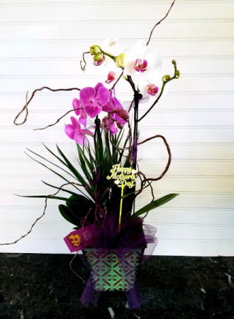 Pop's MD Orchid Garden EXCLUSIVELY AT MOM & POPS