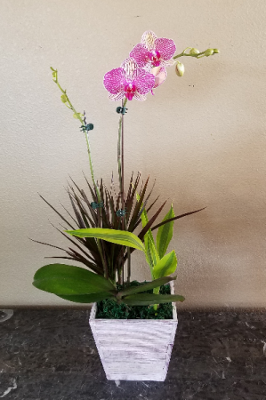 Pop's Orchid Garden Exclusively at Mom & Pops