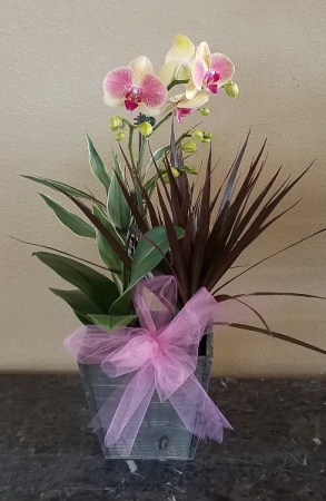 Pop's Orchid Garden Exclusively at Mom & Pops
