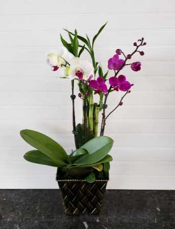 Pop's Orchid Garden Exclusively at Mom & Pops in Ventura, CA | Mom And Pop Flower Shop