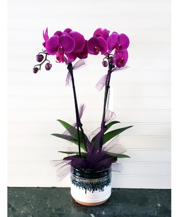 Pop's Orchid in 6" Pot Better Homes & Garden 6" Pot in Ventura, CA | Mom And Pop Flower Shop