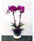 Pop's Orchid in 6" Pot Better Homes & Garden 6" Pot