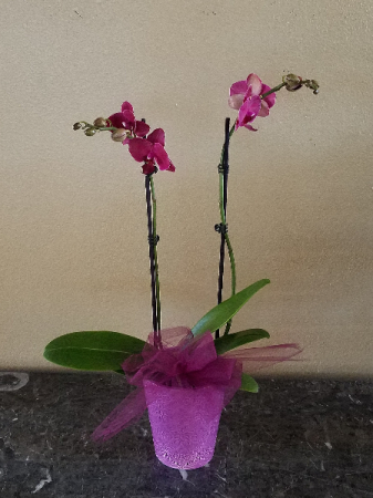 Pop's Orchid Plant Exclusively at Mom & Pops