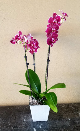 Pop's Orchid Plant Living Orchid Plant