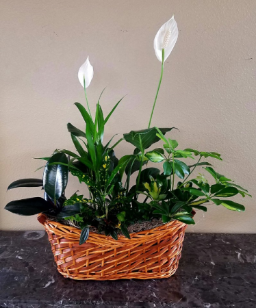 Pop's Peace Lily Only at Mom & Pop Flower Shop