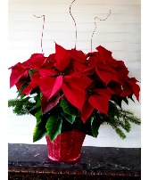 Pop's Poinsettia Plant Real Plant