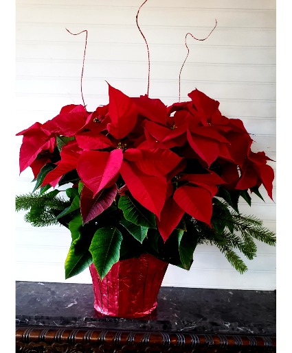 Pop's Poinsettia Plant Real Plant