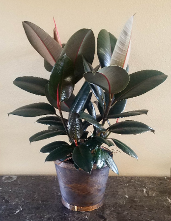 Pop's Rubber Plant Exclusively at Mom & Pops in Ventura, CA | Mom And Pop Flower Shop