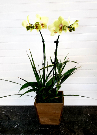 Pop's Yellow Orchid Garden Exclusively at Mom & Pops
