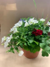 Appreciation Porch Pot Annual Summer Plants