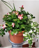 Porch Pot Annual Summer Plants
