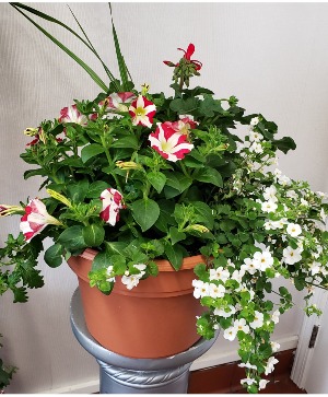 Porch Pot Annual Summer Plants
