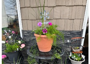 Porch Pot Annuals