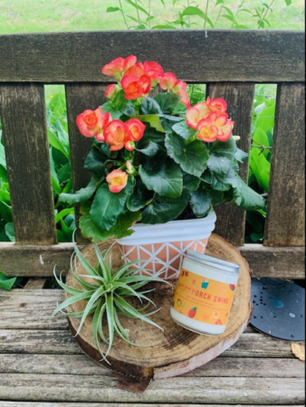 Porch Swing Trio Blooming Plant, Candle, and Air Plant