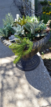 Pot of succulents Live succulent pot - one of a kind