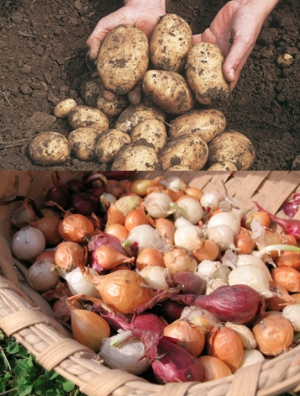 Potatoes and Onions in Valley City, OH | HILL HAVEN FLORIST & GREENHOUSE Potatoes and Onions in Valley City, OH | HILL HAVEN FLORIST & GREENHOUSE