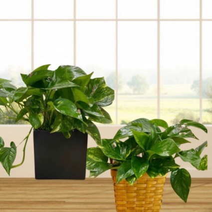 Pothos