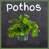 Pothos--6' Pot
