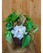 Pothos Basket with Botanical Accent 